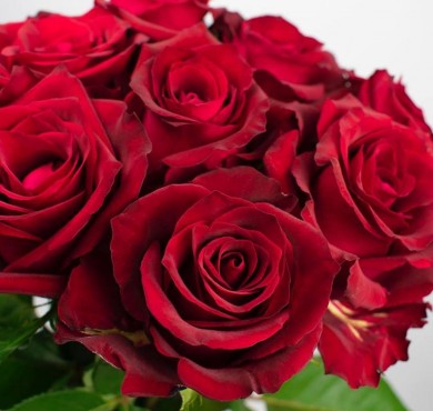 Роза сорта Эвер ред 50 см