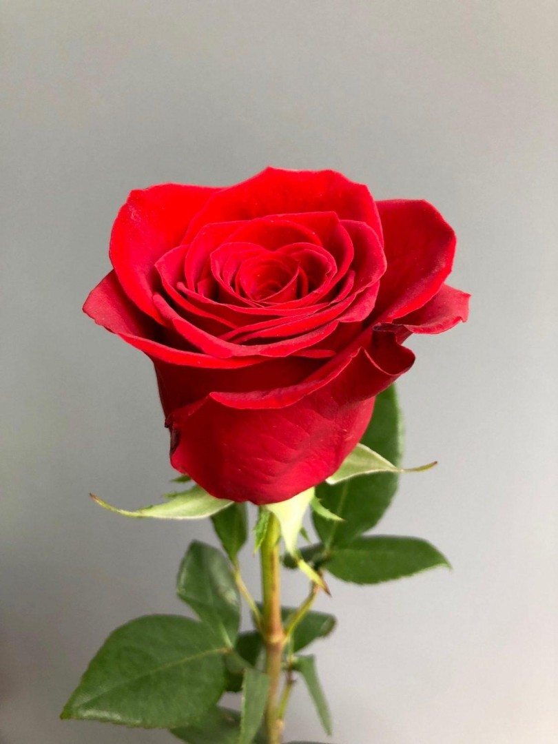 Роза сорта Фридом 70 см
